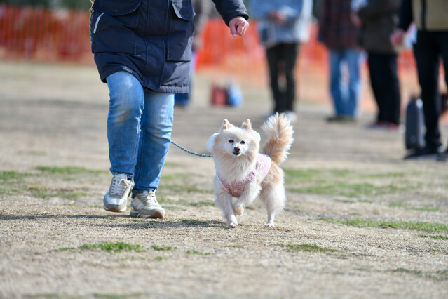 ソレイヌ連合怒涛の交流会　ポメラニアン