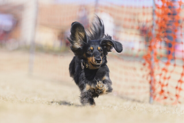 1/25ドックレース