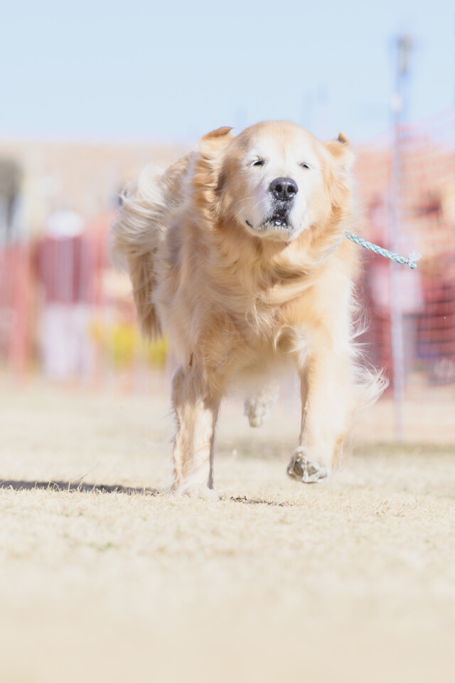 1/25ドックレース