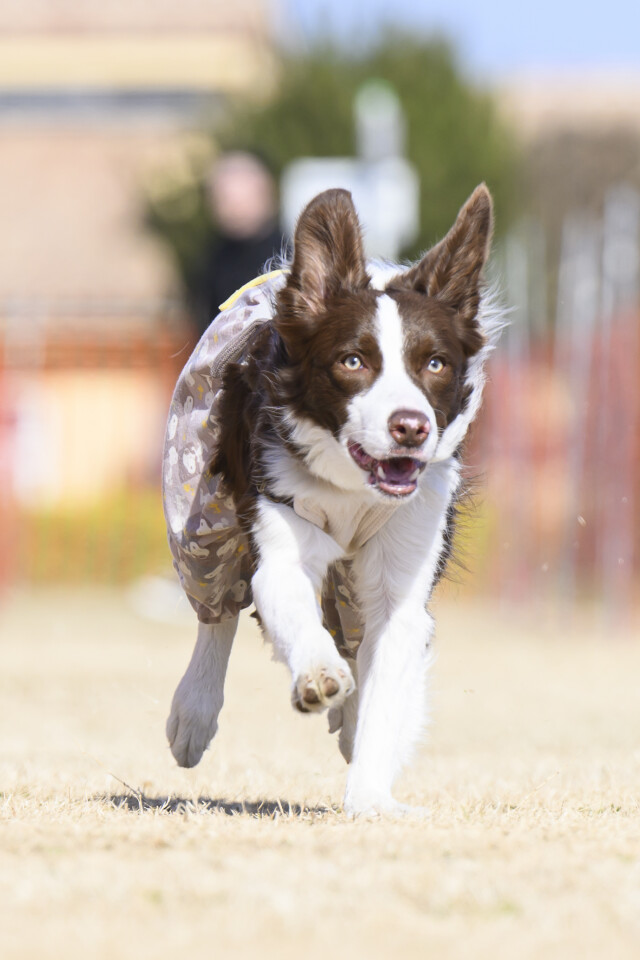 1/24ドックレース