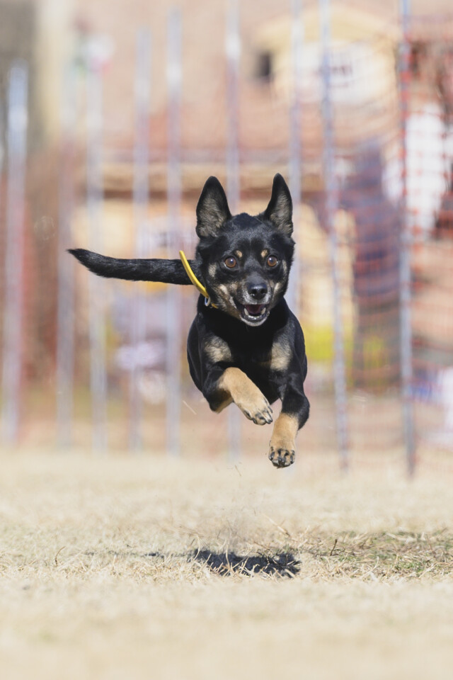 1/25ドックレース