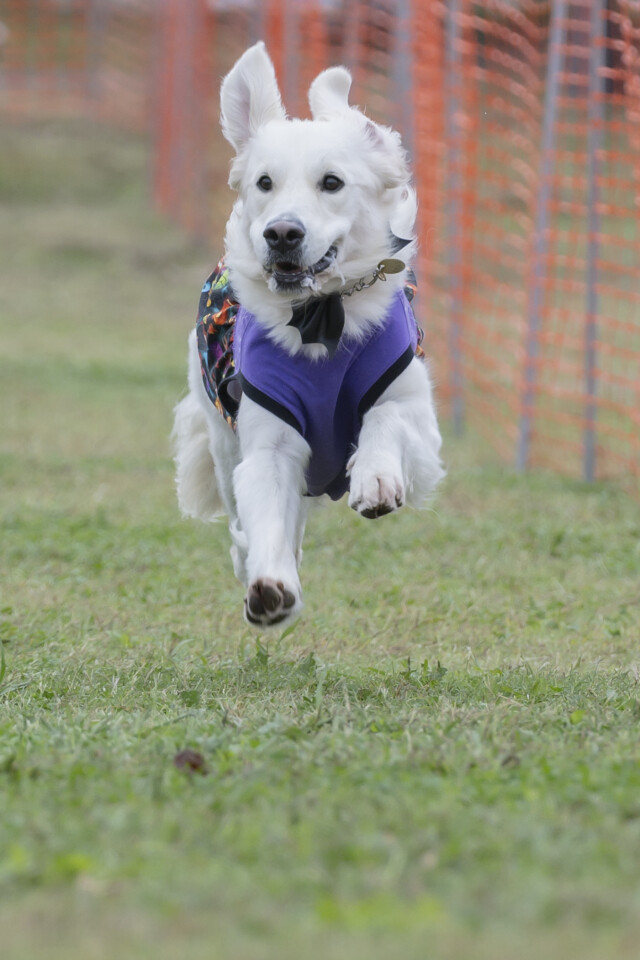 ソレイユ　ドックレース