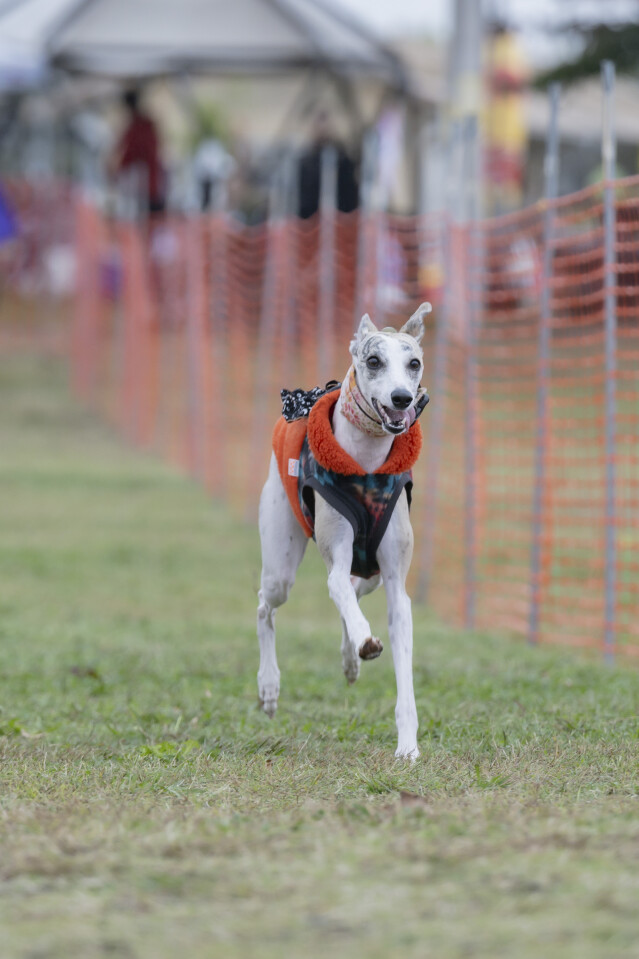 ソレイユ　ドックレース