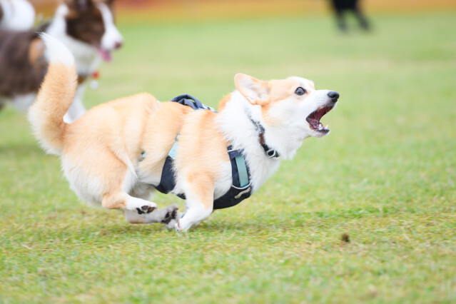 ソレイユ 大型犬ドックラン　11時～12時