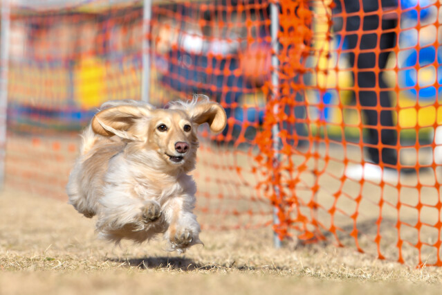 1/25ドックレース