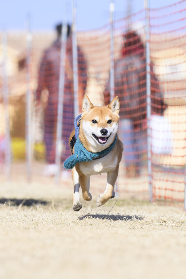 1/24ドックレース