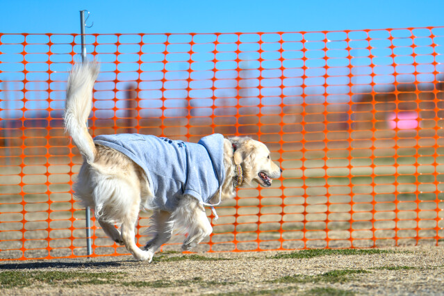 1/25ドックラン大型　10時～11時