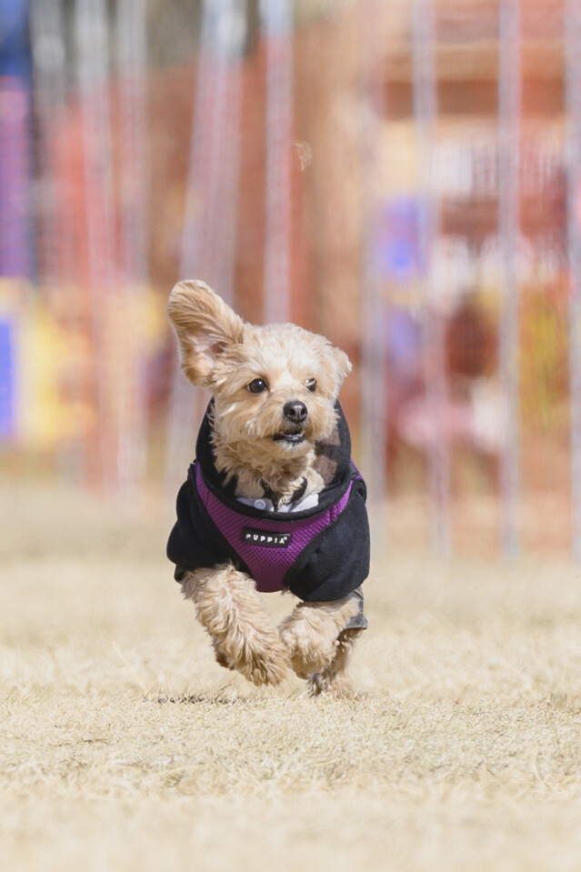 1/25ドックレース