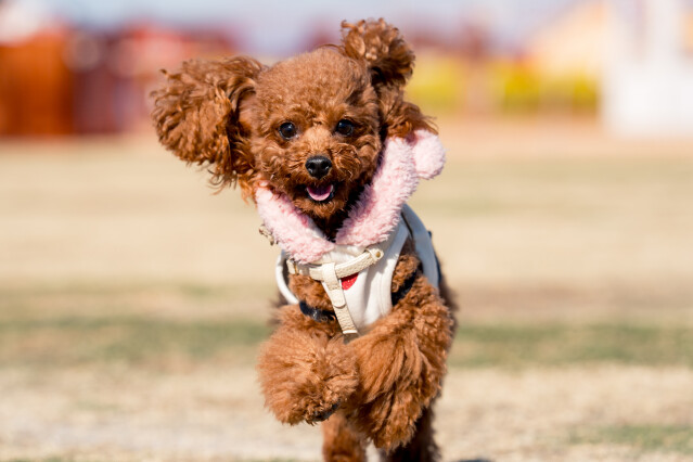 1/25ドックラン小型　11時～12時