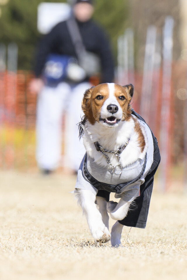 1/24ドックレース