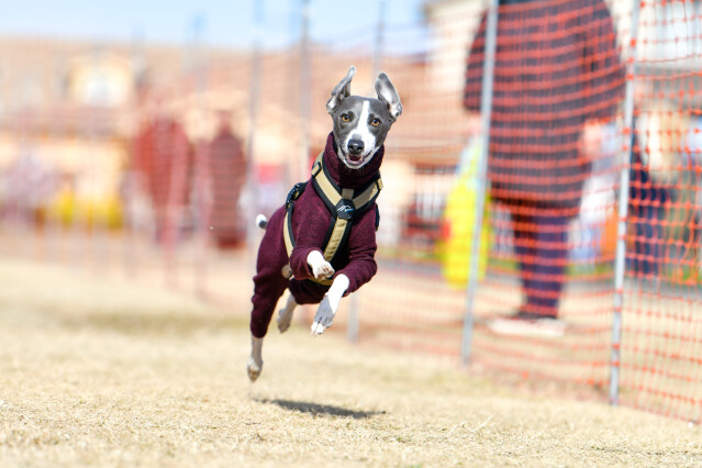 1/25ドックレース