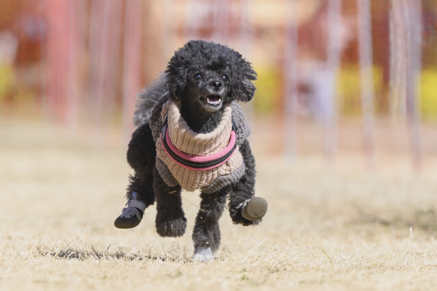 1/25ドックレース