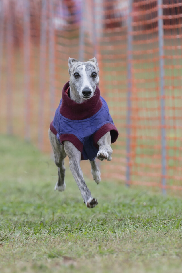 ソレイユ　ドックレース