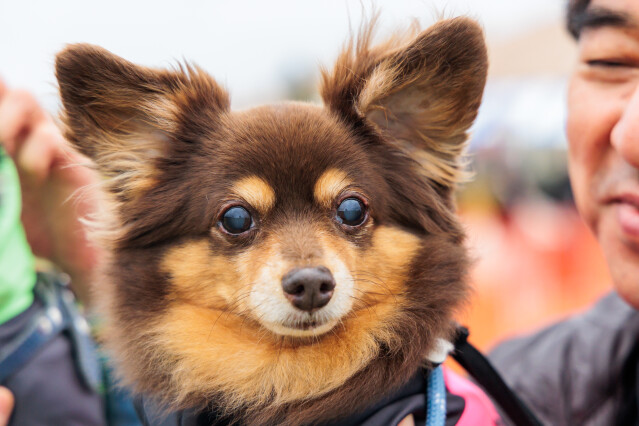 ソレイユ 小型・中型犬ドックラン　12時～14時