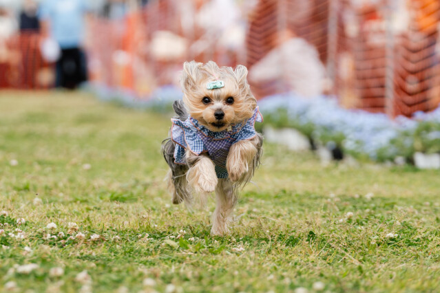 4/25ドックレース