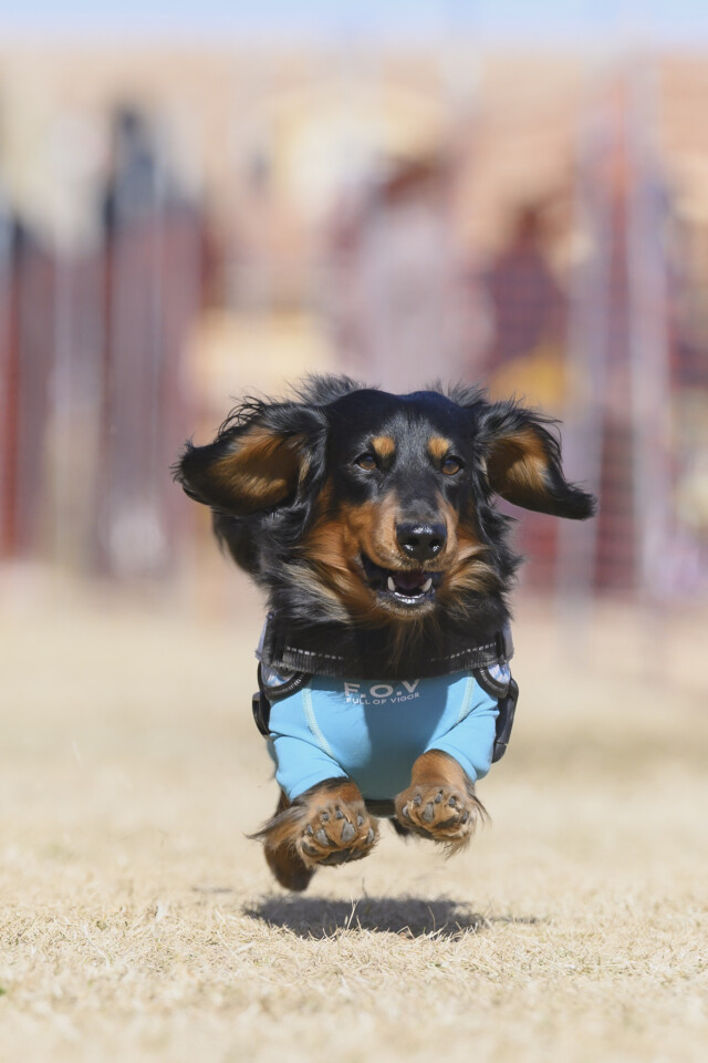 1/25ドックレース