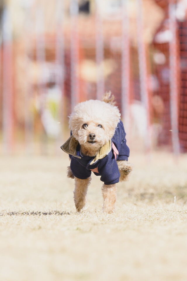 1/25ドックレース