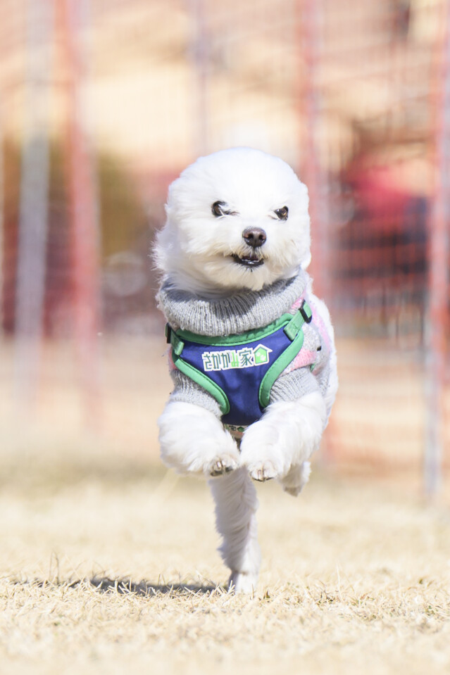 1/24ドックレース