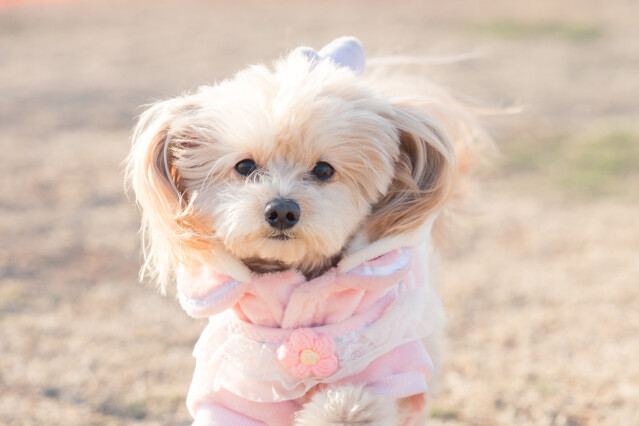 1/24ドックラン小型　15時～17時