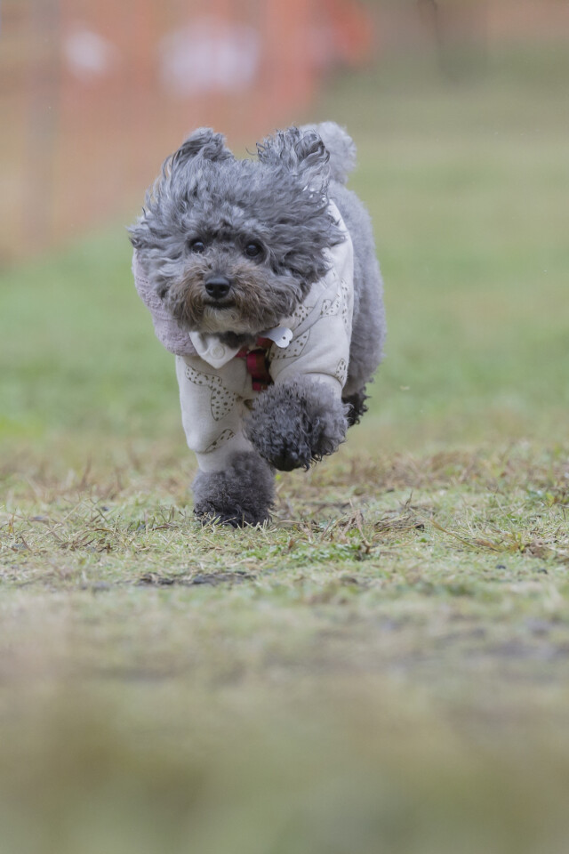 ソレイユ　ドックレース