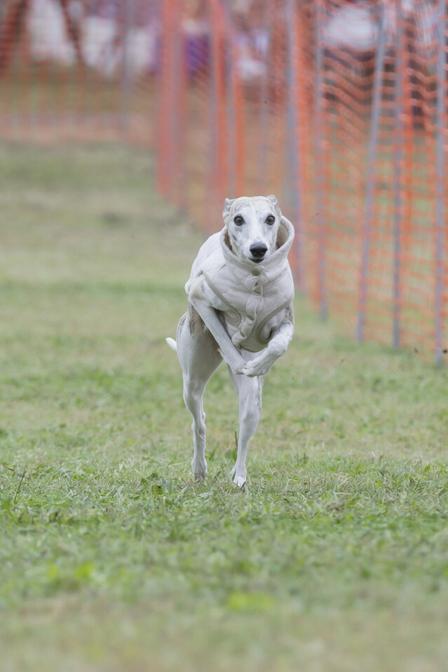ソレイユ　ドックレース
