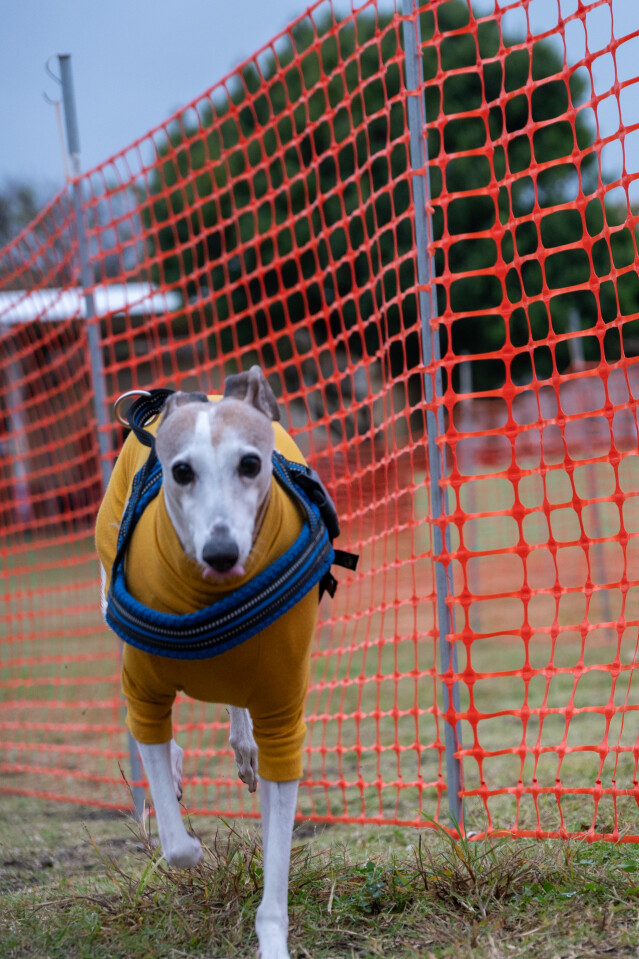 ソレイユ　ドックレース