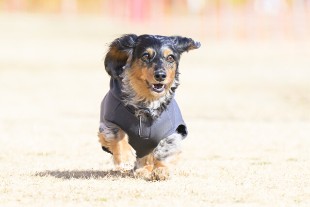 1/24ドックレース