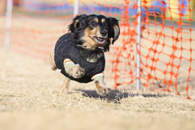 1/24ドックレース
