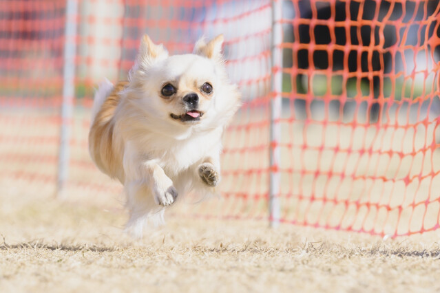 1/25ドックレース