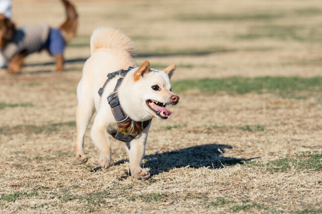 1/25ドックラン小型　10時～11時