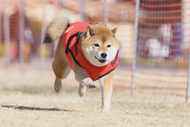 1/25ドックレース