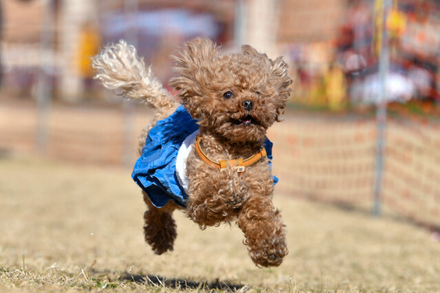 1/25ドックレース