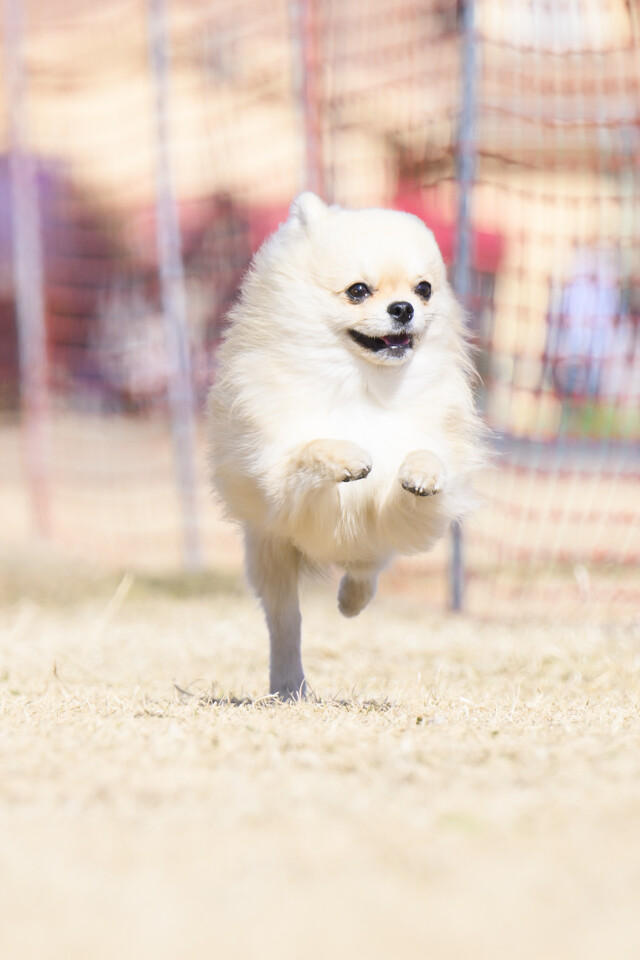 1/24ドックレース