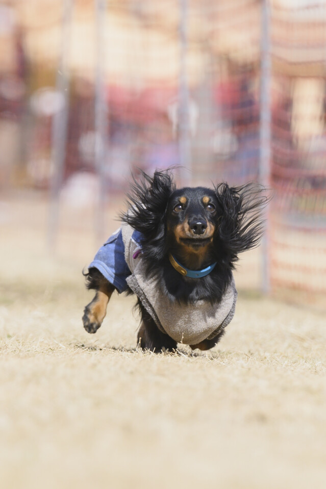 1/25ドックレース