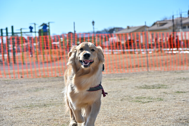 ソレイヌ連合怒涛の交流会　レトリーバー