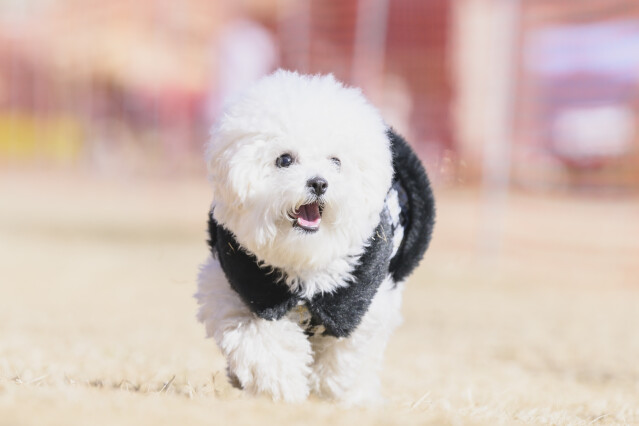 1/25ドックレース