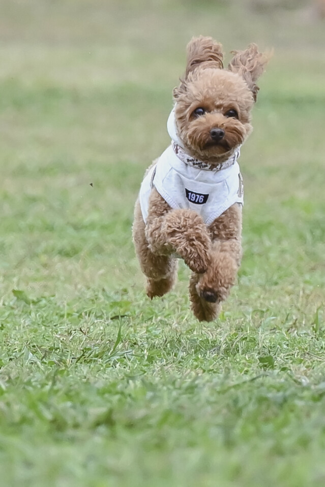 ソレイユ　ドックレース