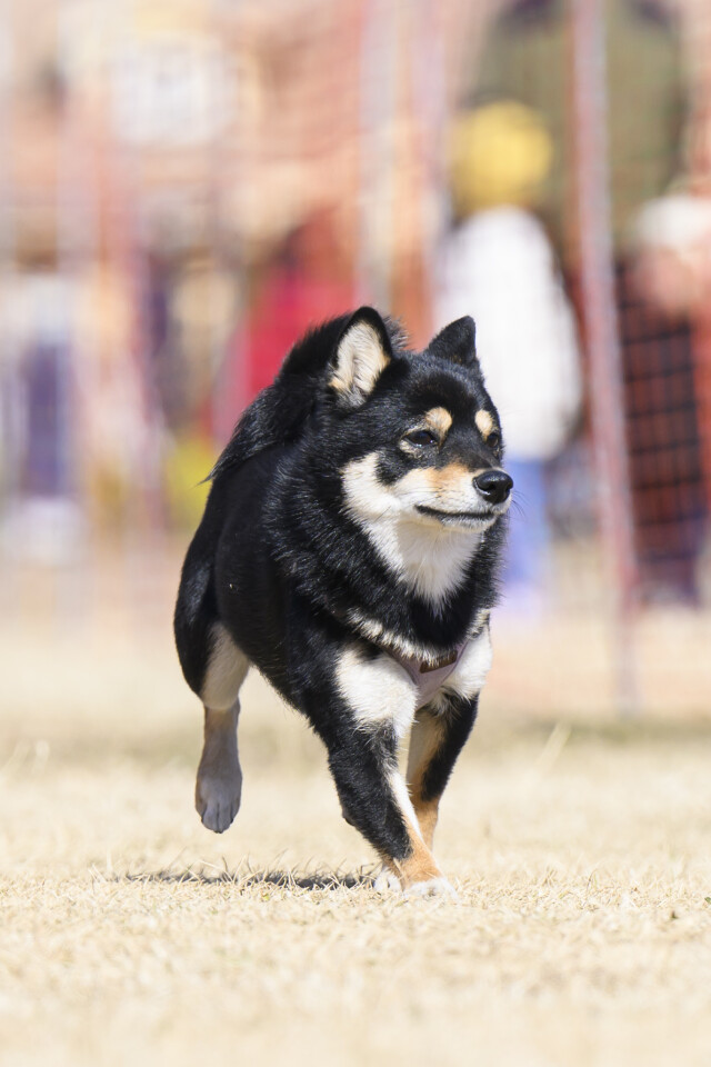 1/24ドックレース