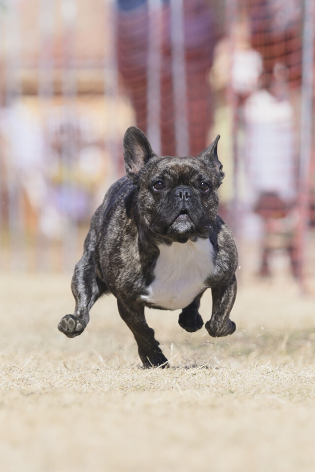 1/25ドックレース