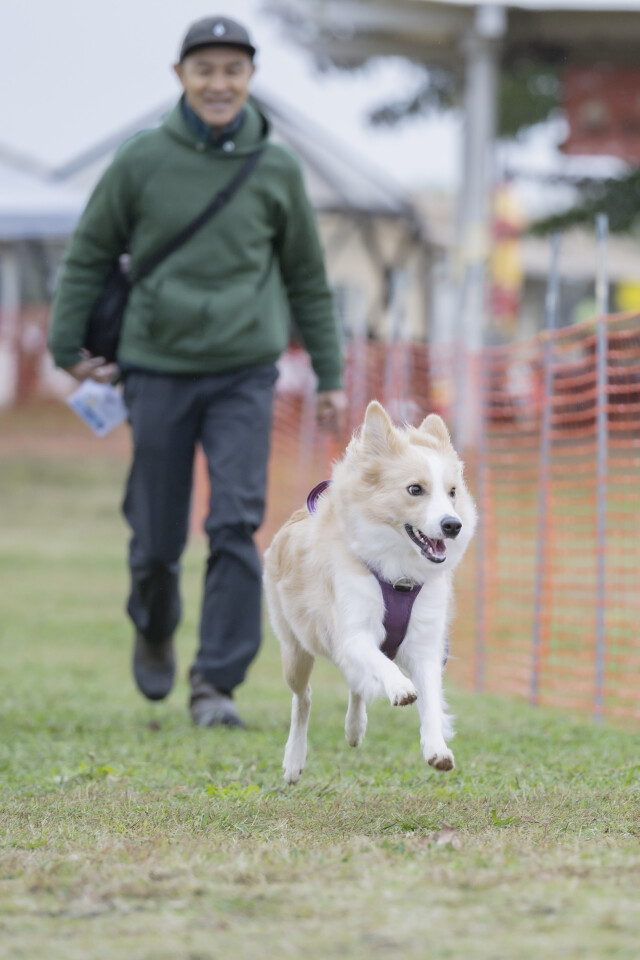 ソレイユ　ドックレース