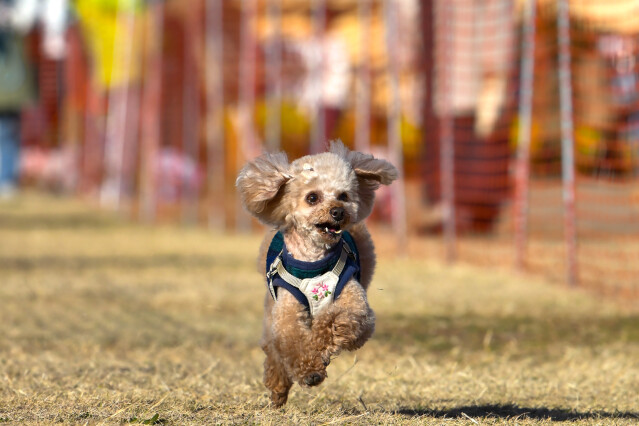 1/25ドックレース