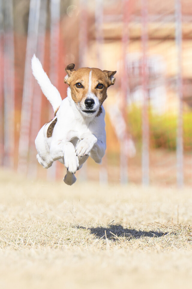 1/24ドックレース