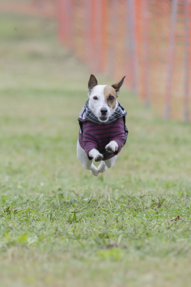 ソレイユ　ドックレース
