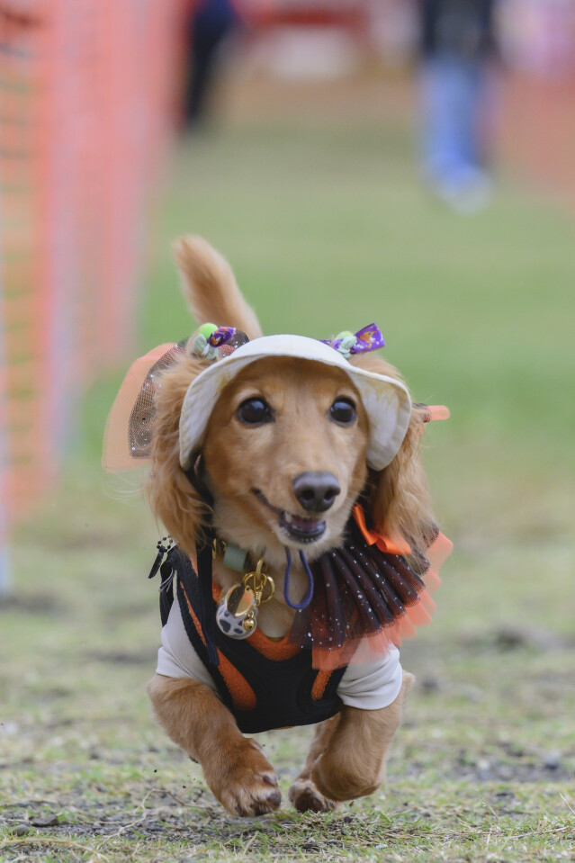 ソレイユ　ドックレース