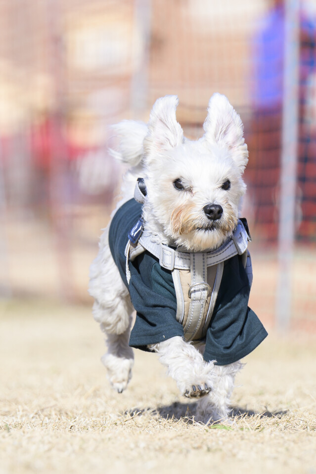 1/24ドックレース