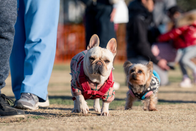 1/25ドックラン小型　15時～17時