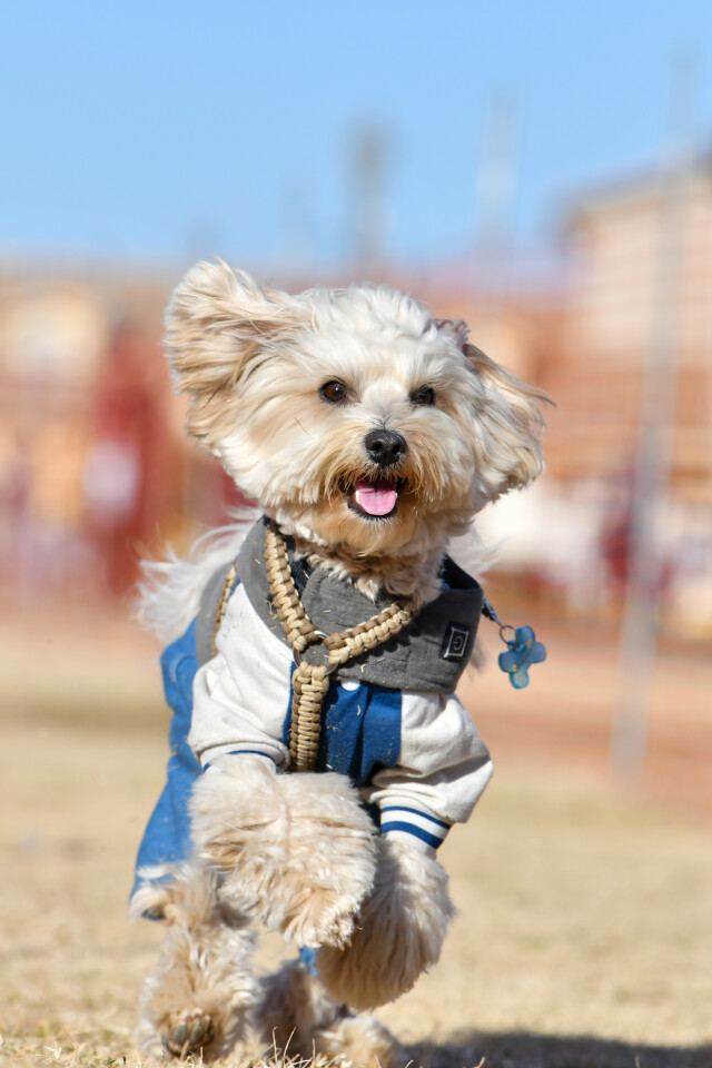 1/25ドックレース