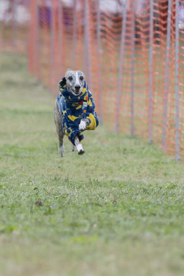 ソレイユ　ドックレース