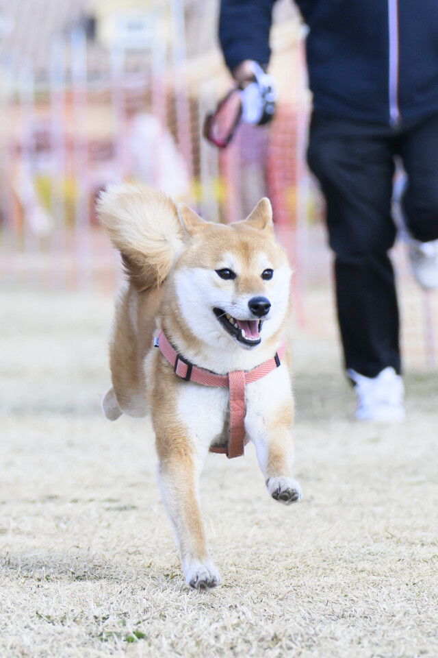 1/24ドックレース