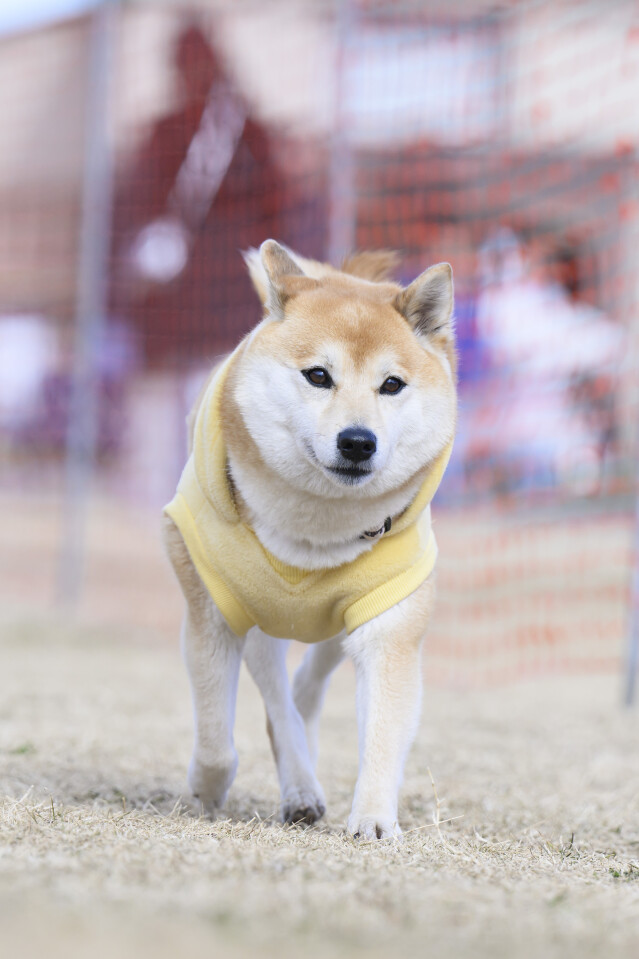 1/25ドックレース